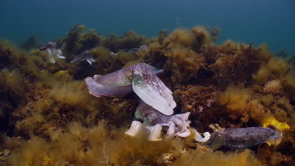 Giant Australian Cuttlefish Sepia apama Migration Whyalla South ...