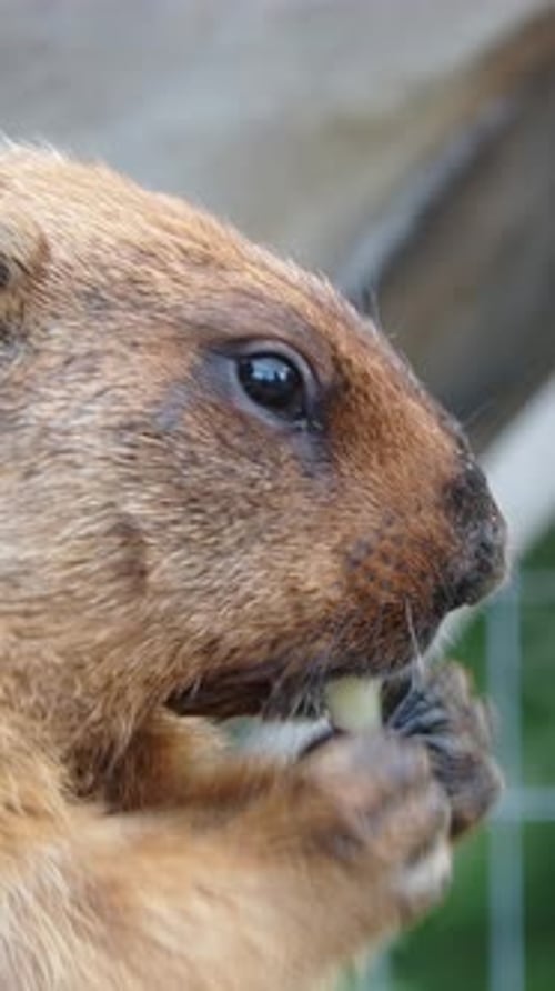 Gros plan d'une marmotte mangeant une pomme dans une cage avec une clôture dans un jardin letton