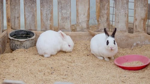 Domestic spotted and albino rabbits at a farm