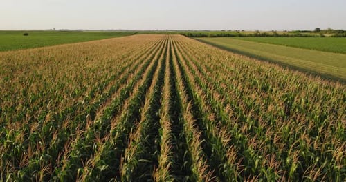 Aerial shot of corn maize green field at agricultural farm.