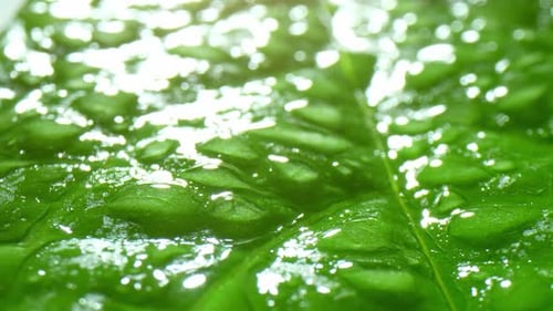 Eine Nahaufnahme eines grünen Blattes, das mit zahlreichen Wassertröpfchen bedeckt ist.