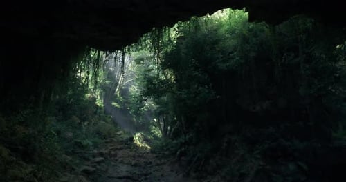 Sunlight Filters Through Cave Entrance Revealing Lush Forest Scenery
