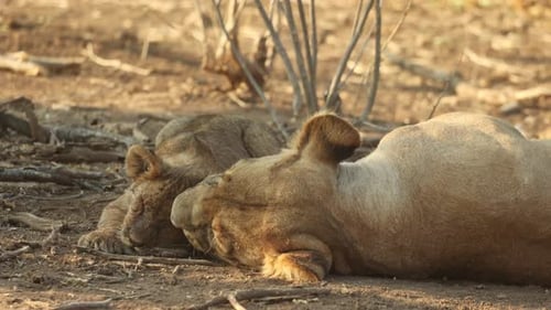 Plan moyen d'un petit lionceau couché à côté de la tête de sa mère en train de se frotter la tête.