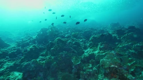 Colorful Exotic Fishes and Sardines School Swim Near Corals