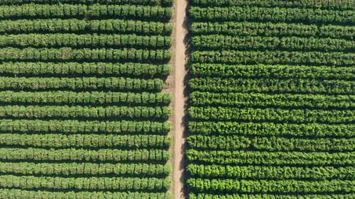 Grapefruit orchard with ripe clusters of citrus hanging on branches ready for picking