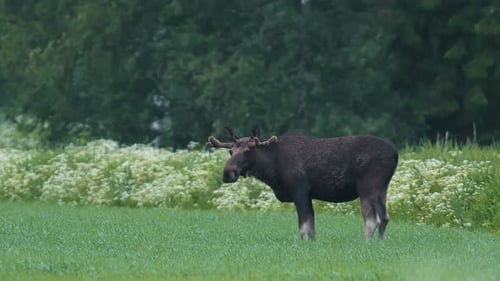 Scandinavian Wildlife, Close-up of a Moose in a Grassy Field