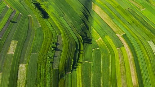 Aerial View of Decorative Ornaments of Diverse Green Fields