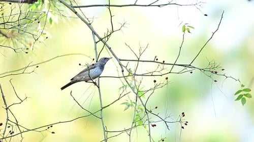 Black throated thrush feeding delicately on wild berry plant within serene forest habitat