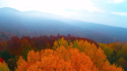 Forêt d'automne depuis un Drone, vue aérienne d'arbres colorés