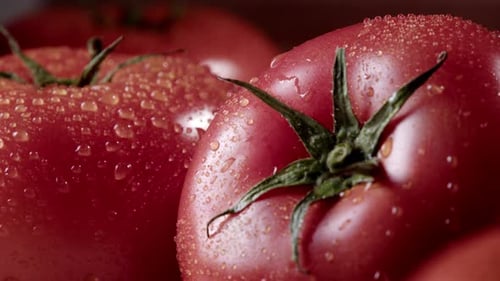Fresh Tomatoes with Water Drops Slow Panorama