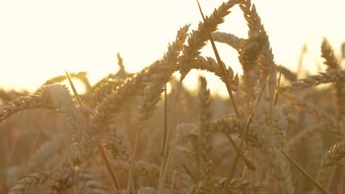 Dried Yellow Wheat Oats Rye Triticale Riping in Field