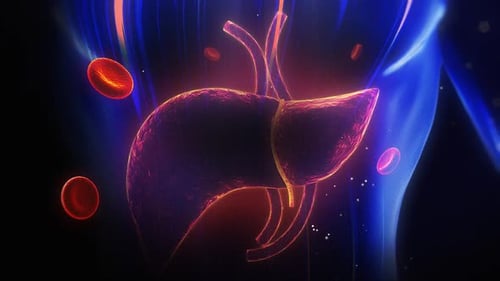 Liver – FHD Background