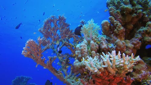 Reef Scene Corals and Fish