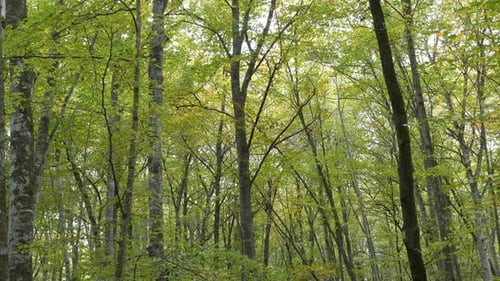Dense woodland forest trees slow tilt down forestry landscape