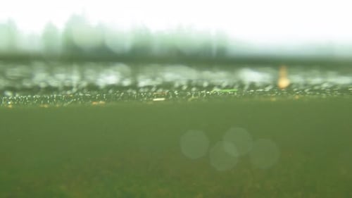 Underwater View of Green Algae Waving Gently