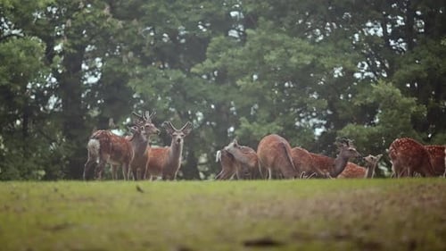 Deer Herd Grazing on Green Hillside