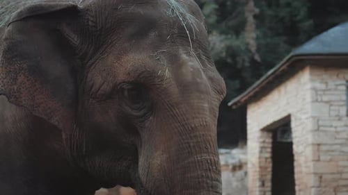 Close-up of big Asian elephant.