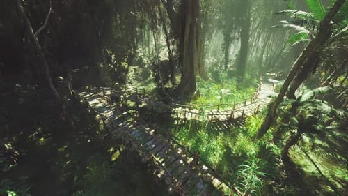 Rayons de soleil perçant une forêt tropicale dense au-dessus d'un étroit chemin en bois