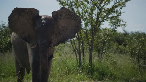 African Elephant Walking Toward Camera in Wilderness of National Park Baby Elephant Following