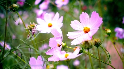 Cinematic View Of Beautiful Flower