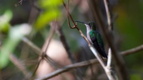 Ralentissement du colibri endormi perché