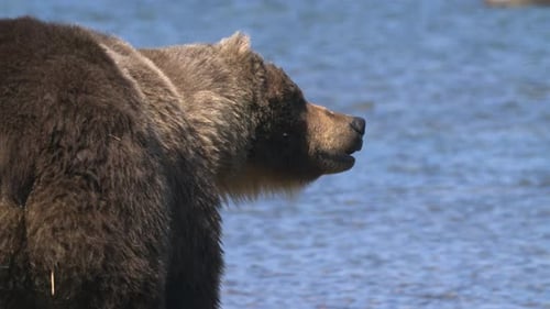 Nahaufnahme von Bärenblicken in der Ferne am Ufer des Sees