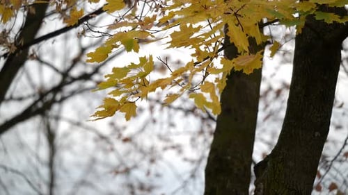 Golden Autumn Leaves Blowing in the Breeze