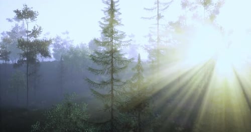 Morning Sunlight Filters Through Evergreen Trees in a Misty Forest
