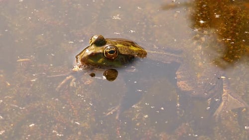 Frog sits in the pond on duckweed