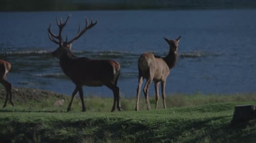 Canadian Wildlife - Deer walking along banks of a river