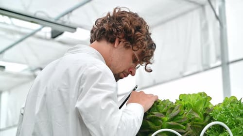Scientist Using Tablet Analyzing Lettuce in Greenhouse
