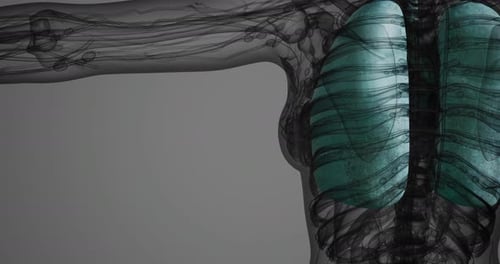 Detailed View of Human Lung Anatomy Showing Respiratory Structures and Location