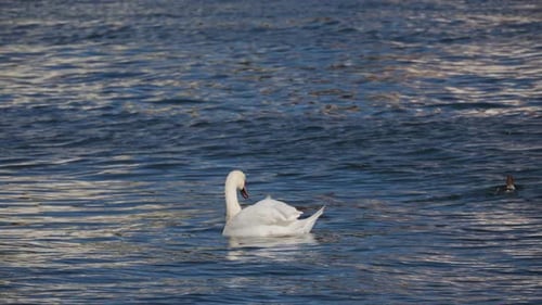 Slow motion 60 fps footage of a swan puffing its feathers in a lake.