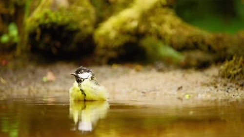 Great Tit in Friesland Netherlands puffed up chest flaps feathers fluffing them around in pool of wa