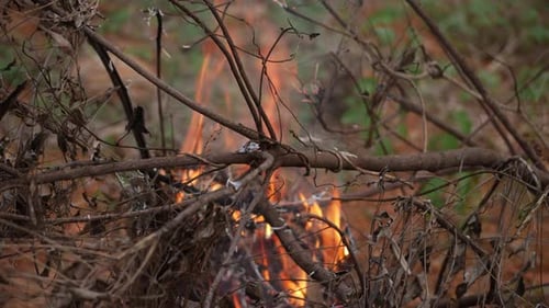 Fogo ardente em uma floresta simbolizando perigo e destruição