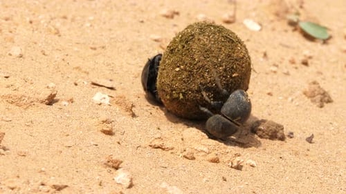 Macro shot of a pair of Flightless Dung Beetles struggling to roll a large dung ball up a hill in Ad