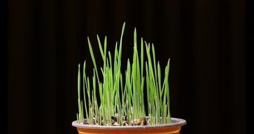 Green Sprouts Growing in a Small Pot