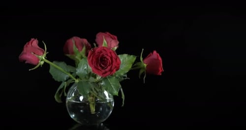 Roses in Glass Vase