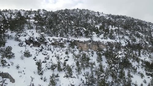 Aerial View Snowy Trees