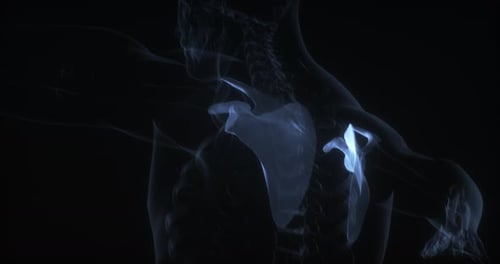 3D Human Scapula Rotation X-Ray Style Medical Anatomy Animation