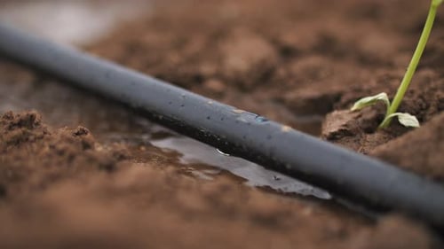 Close Up Drip Irrigation of a Field