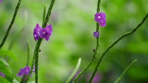 A close-up of a purple flower. Purple flowers in the forest. Purple flowers in the garden