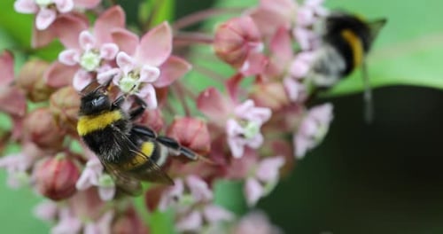 The nectar-drunk bumblebees pollinate the flowers of Common Milkweed