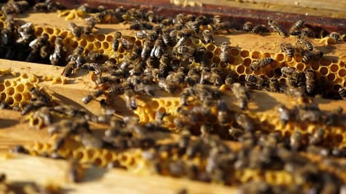 Bees Covering Honeycomb Frame