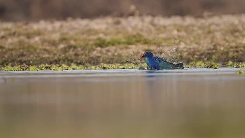 The Grey headed Swamphen Taking Bird Bath in water