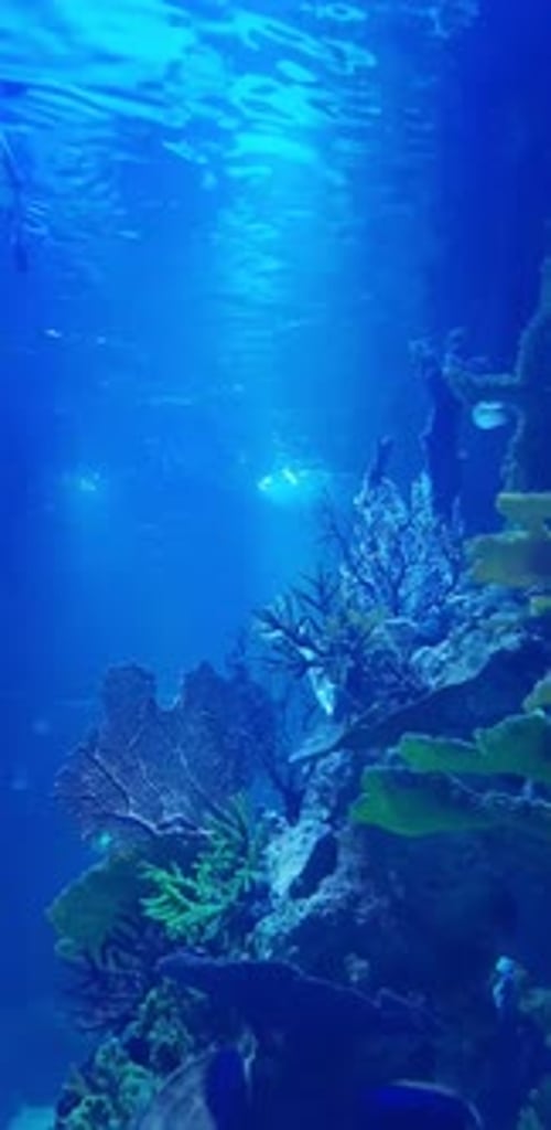 Gros plan d'un requin dans un grand environnement d'aquarium HD