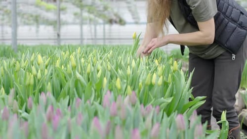 Woman carefully tends to a row of yellow tulips growing in a greenhouse