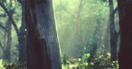 Sunlight Filtering Through Trees in a Serene Forest Landscape