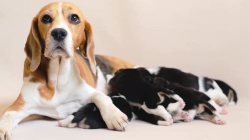 Beagle Dog Nursing Adorable Litter of Puppies