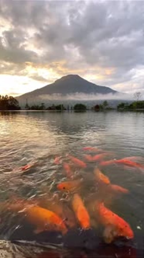 Colorful Koi Fish Swimming with Mountain View at Sunrise